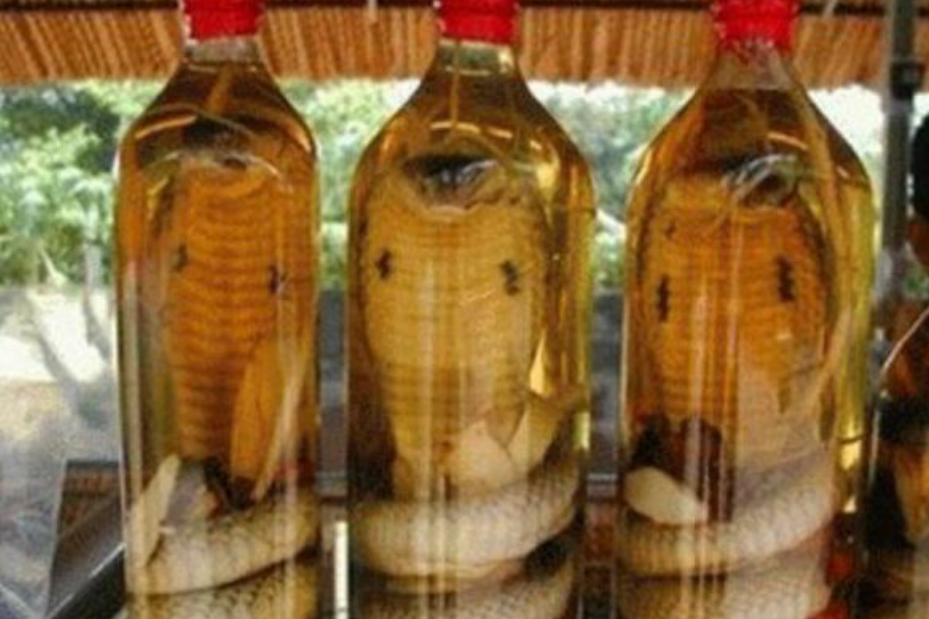 男子用眼镜蛇泡酒,泡了一个月后,准备尝酒的他竟然被蛇吻住