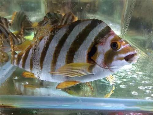 主要产地▼ 三刀鱼主要分布在日本海和南中国海,生长在咸淡水交界处