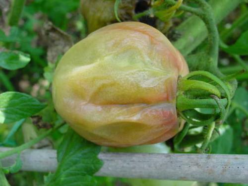 番茄软腐病危害作物果实,导致果实腐烂,教你防治