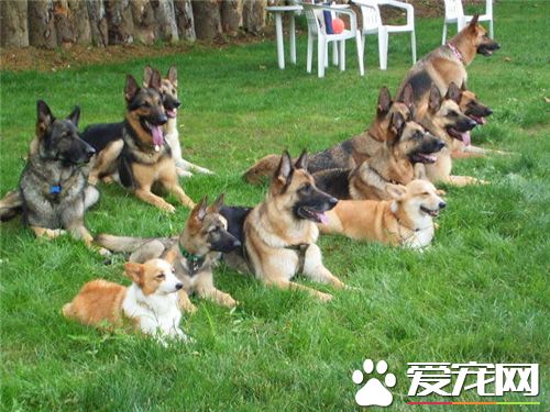 德国牧羊犬和黑背的区别 黑背是德国牧羊犬俗称|黑背|牧羊犬|德国_新