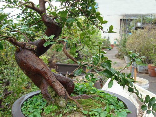 野生山桔资源渐趋枯竭,在盆景界的地位一路攀升|盆景