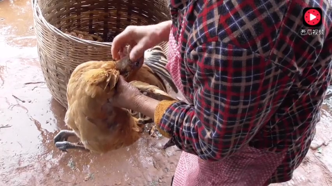 姐姐回娘家 60岁农村妈妈亲自下厨杀鸡 90岁奶奶都笑了 太美味