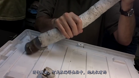 手机新浪网看起来十分不好吃,但战斗力爆表的海底生物,看到嘴瞬间吓尿