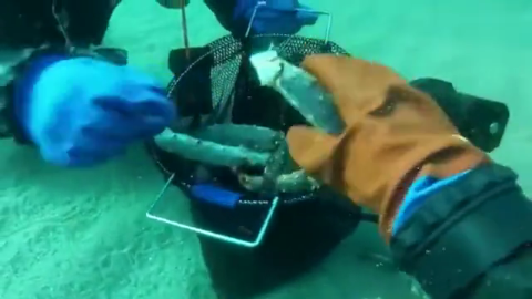 为什么海底捕捞帝王蟹, 要马上杀死, 而且只要蟹