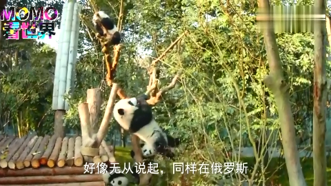 为什么俄罗斯人不怕熊他们到底用了什么办法降