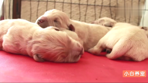 刚出生5天的金毛宝宝,萌化了!可50天后