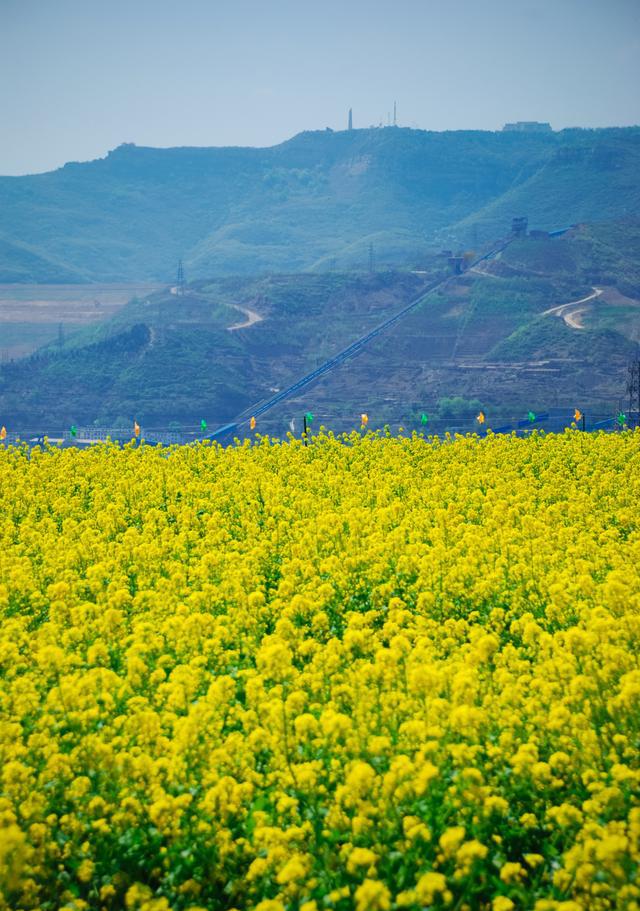 随手拍阳泉|石卜咀油菜花海 醉美人间四月天