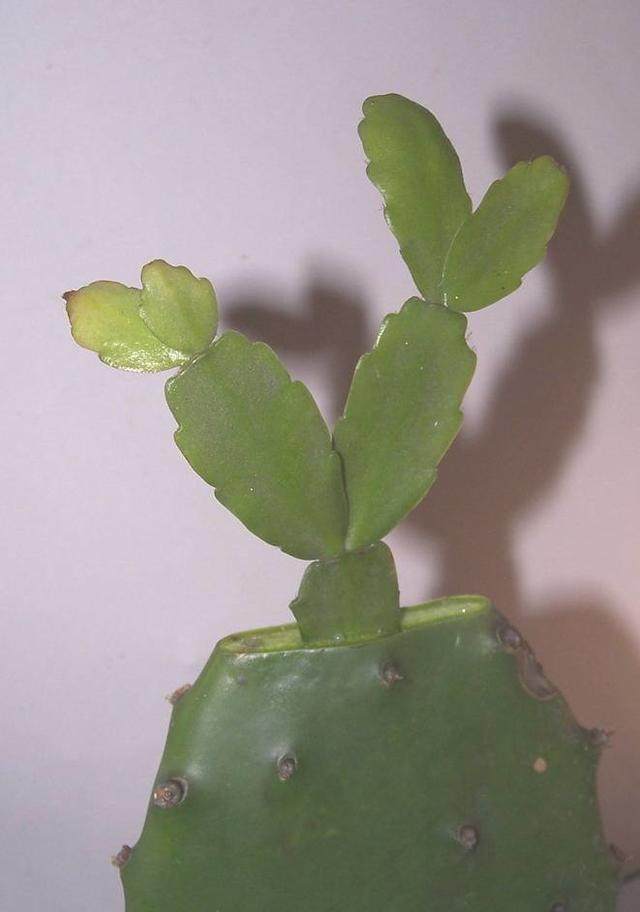 嫁接前作为砧木仙人掌事先须前一年扦插成活.