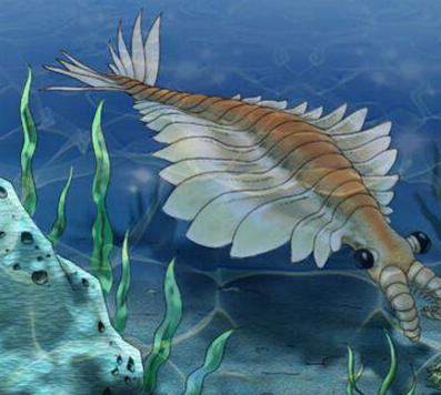 虾子也曾做霸主,寒武纪最庞大的动物奇虾