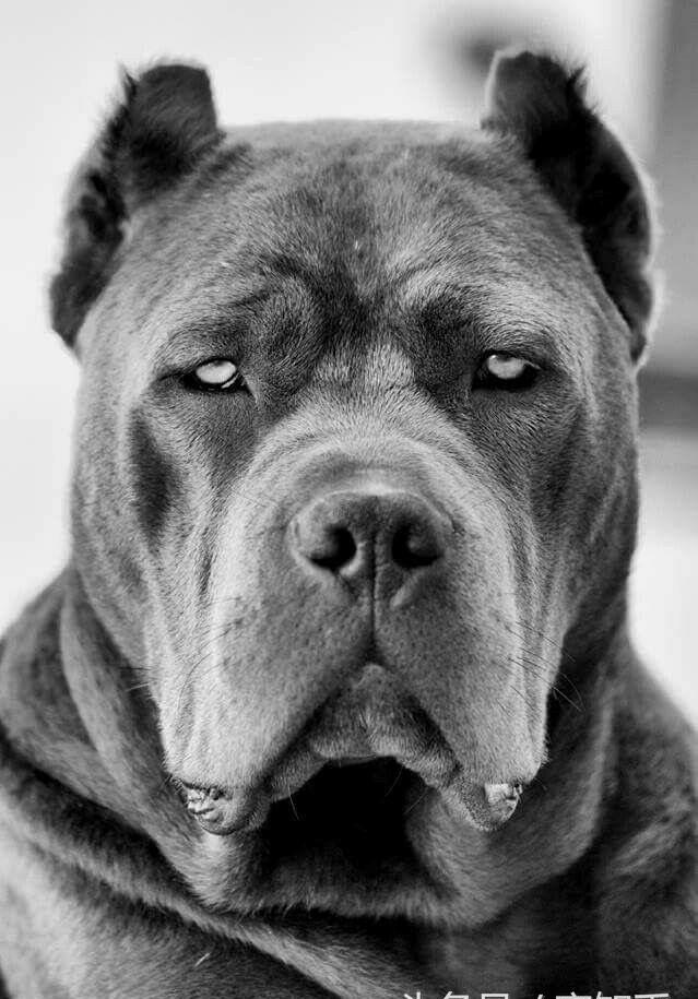 当卡斯罗丧失斗犬本能时.该怎么办?