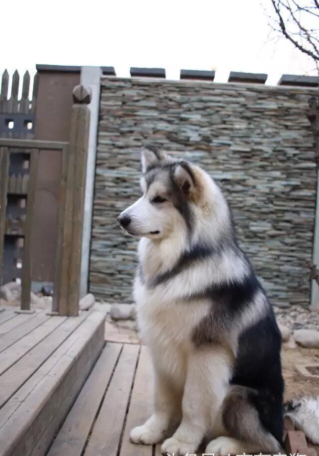 狗中贵族阿拉斯加犬路边卖萌,路人好奇走近,忍不住笑哭了