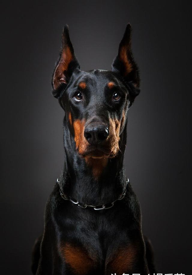 优秀犬种杜宾犬德牧拉布拉多意想不到它们的逗比日常