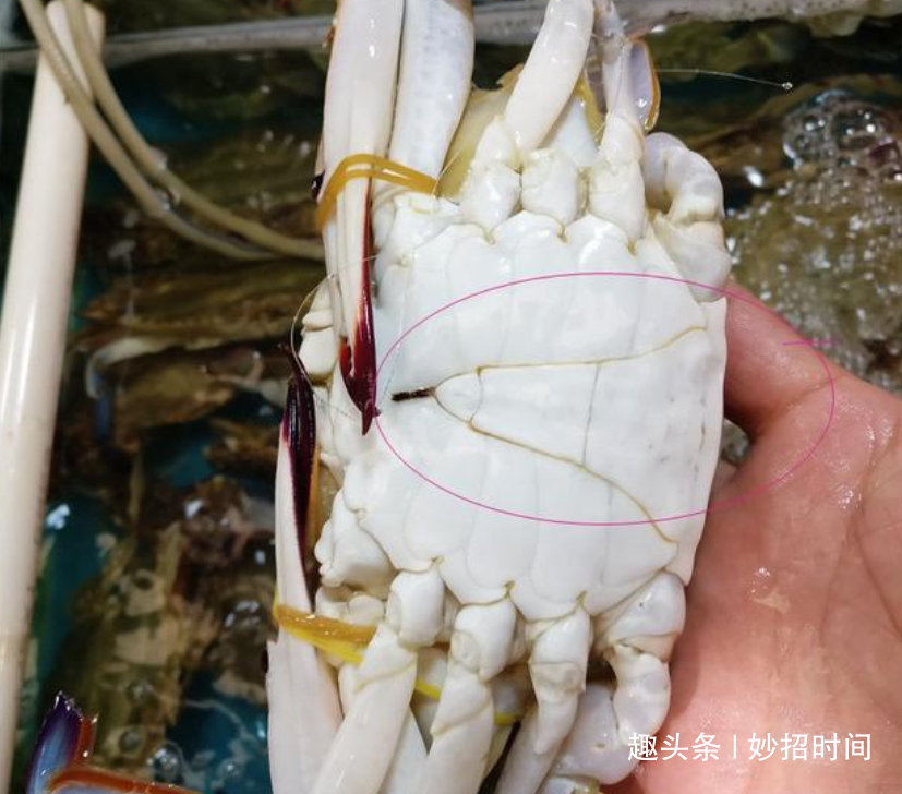 螃蟹|公蟹|腹部_新浪新闻