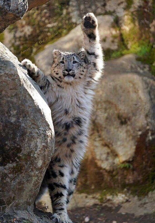 猫科本猫无误 坤坤打歌上班搭配神似雪豹