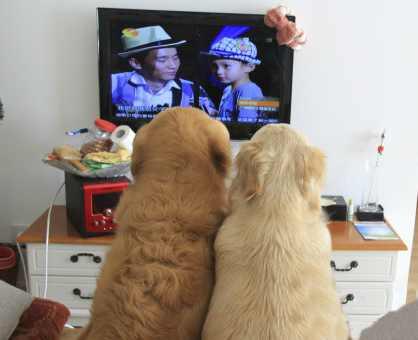 晚上偷偷看B站视频软件投屏，b站投屏手机看其他视频会被投上去吗