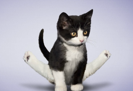 感觉这是一只身怀绝技的小奶猫,没想到它除了卖萌还会劈叉,假如给2块