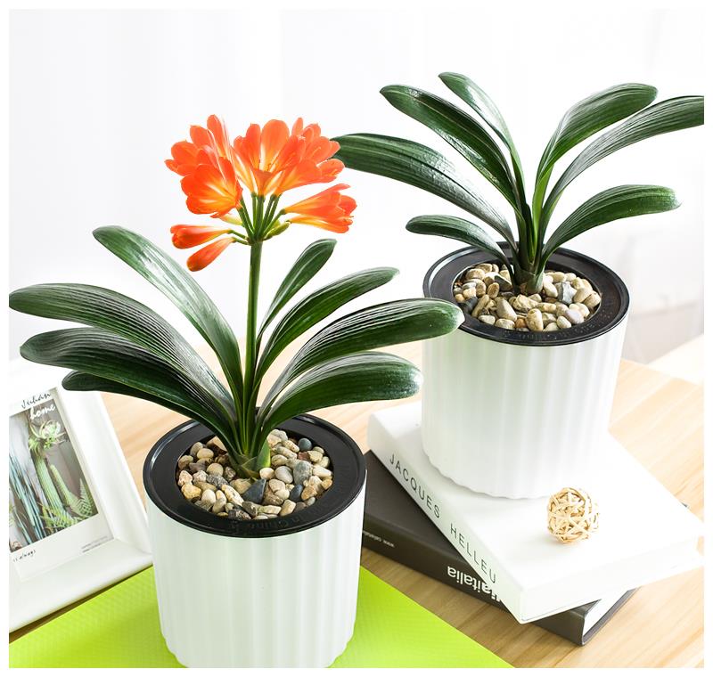 比香水还好闻的几种盆栽,放一盆栽在屋里,满屋子都飘香!