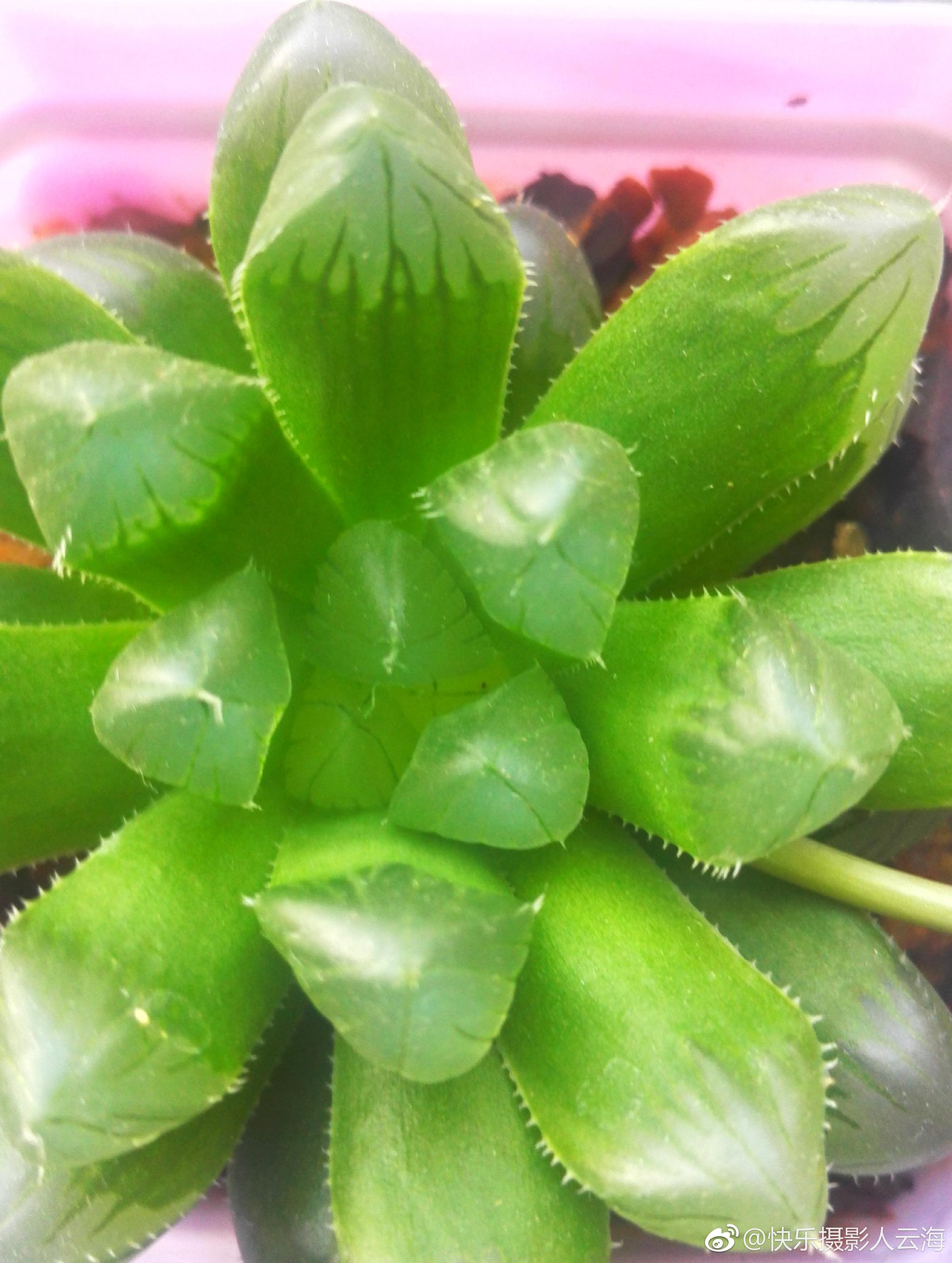 小植物玉露开花