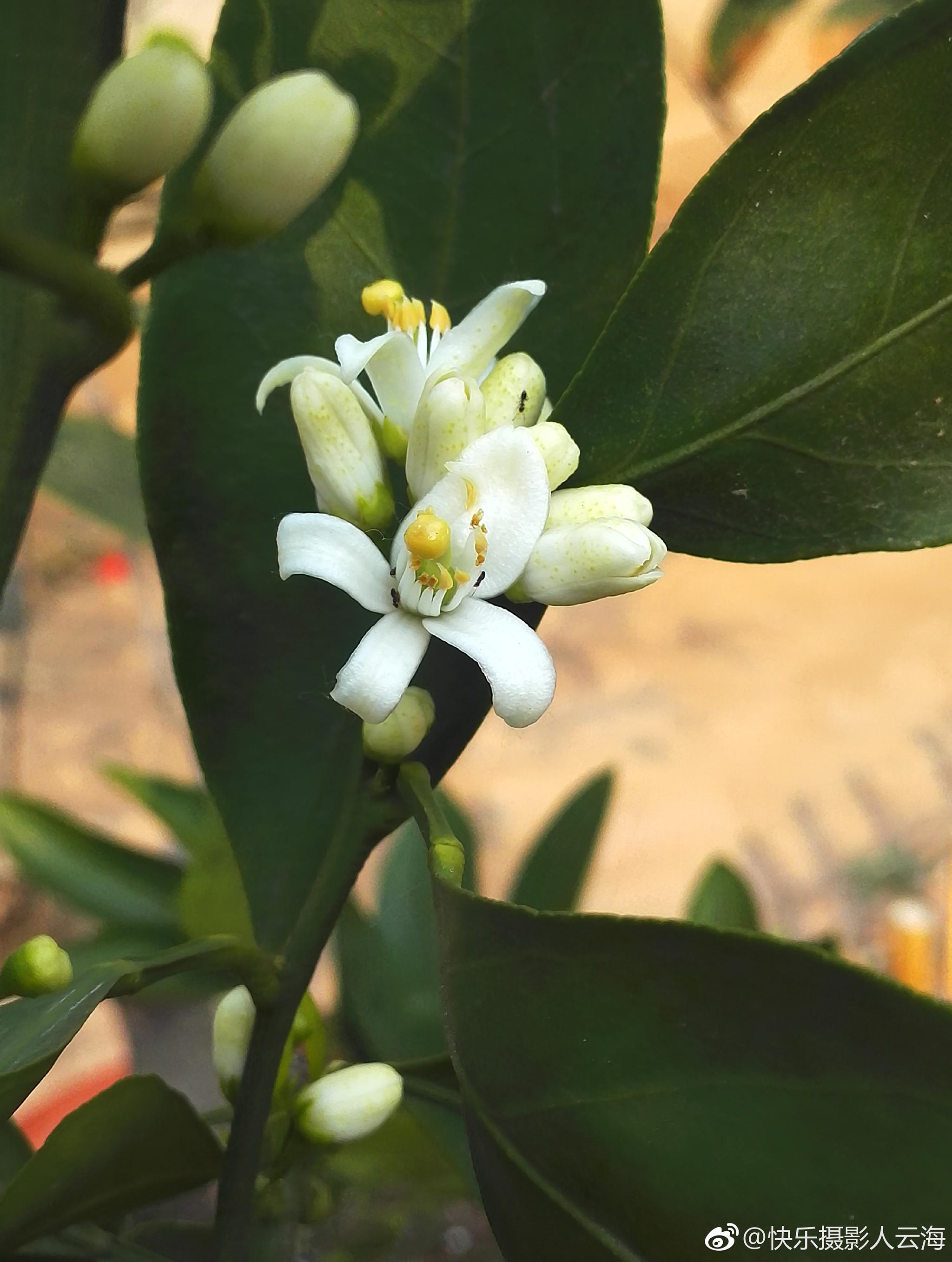 植物花卉,桔子花.