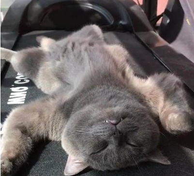 蓝猫躺在那一动不动,主人看到瞬间泪崩:这是谁下的狠手!