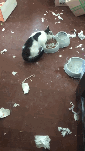 主人出差一周,猫咪独自在家生活,回来看到这幕后,主人心酸想哭