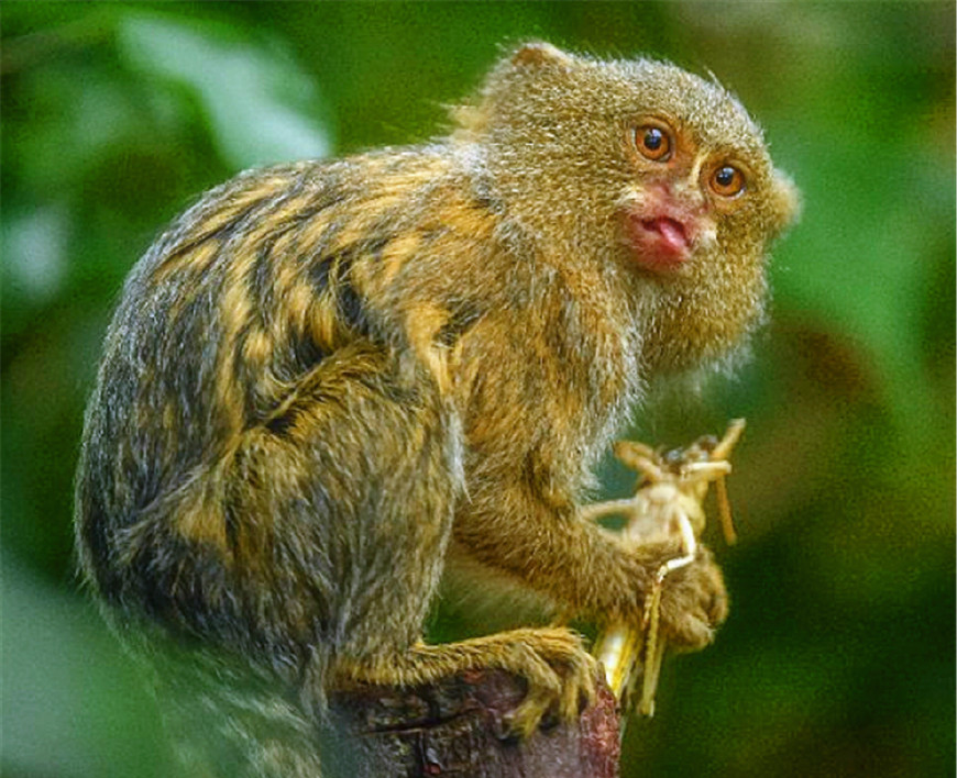 南美小猴子本人图片