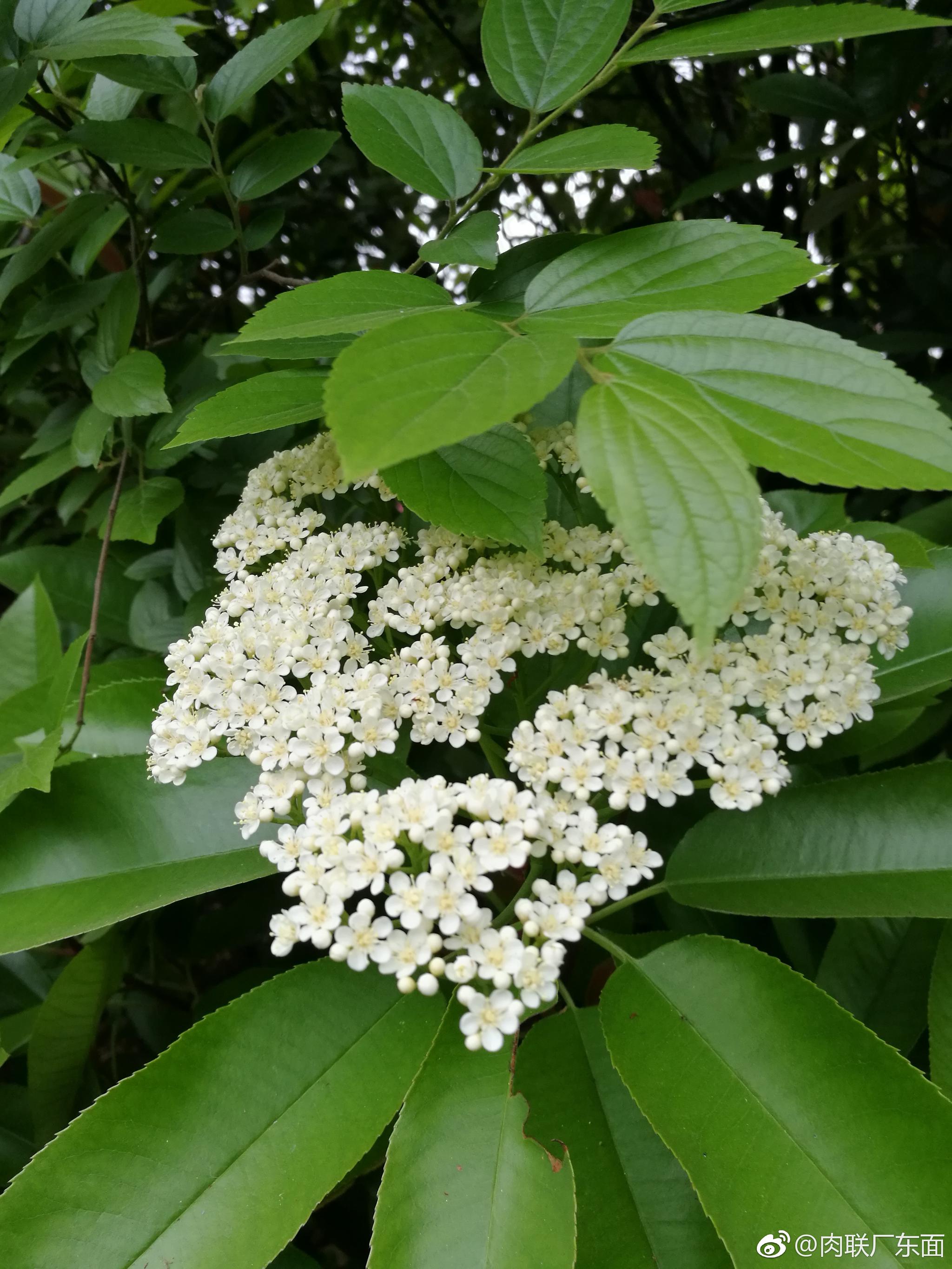 石楠花(石楠花茶是什么意思啊网络用语)