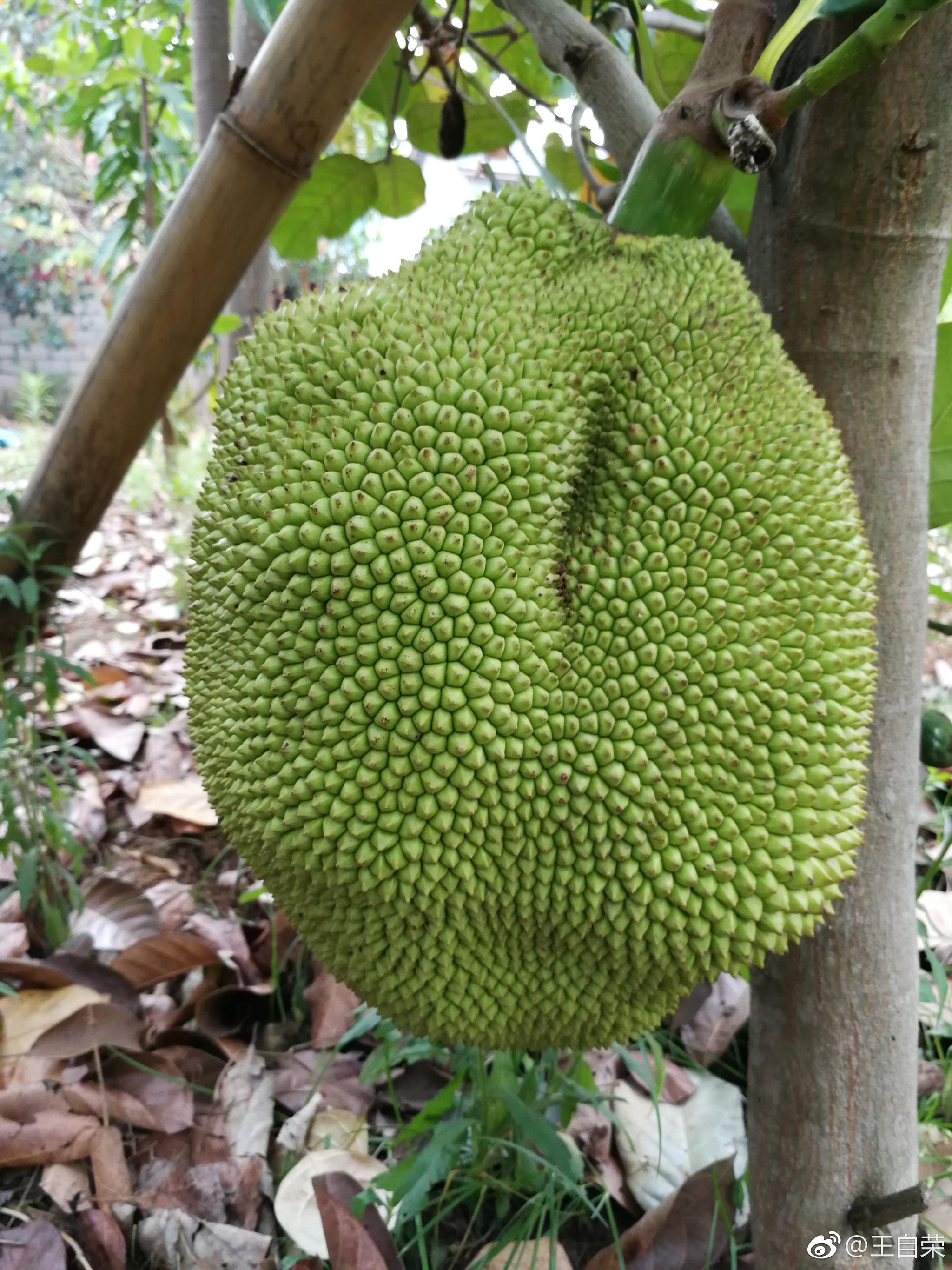 孟定菠萝蜜 牛肚子果 喜欢吃的有没有 孟定菠萝蜜 牛肚子果 喜欢吃的有没有