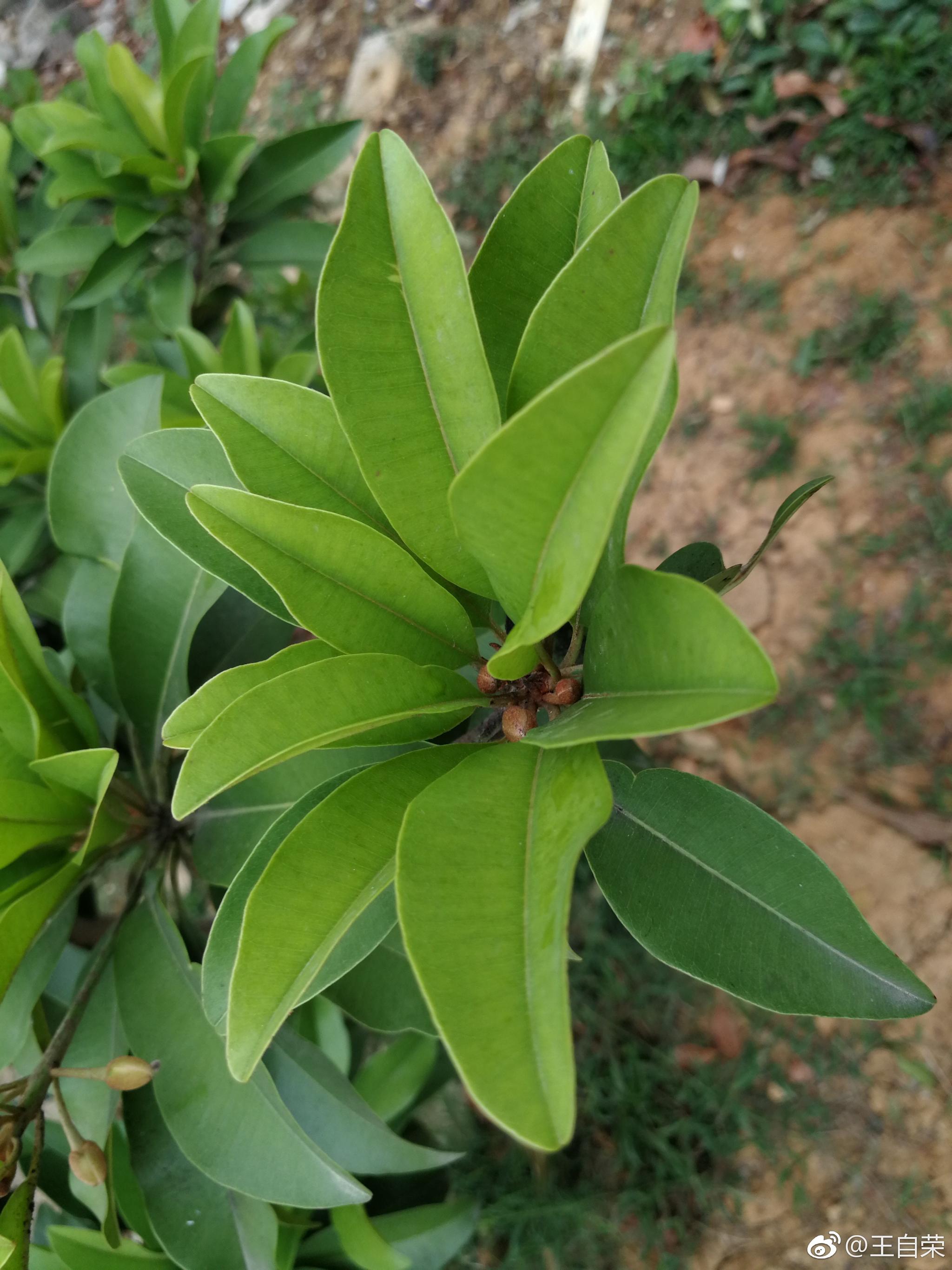 第一次见到的东东人心果你见过吗