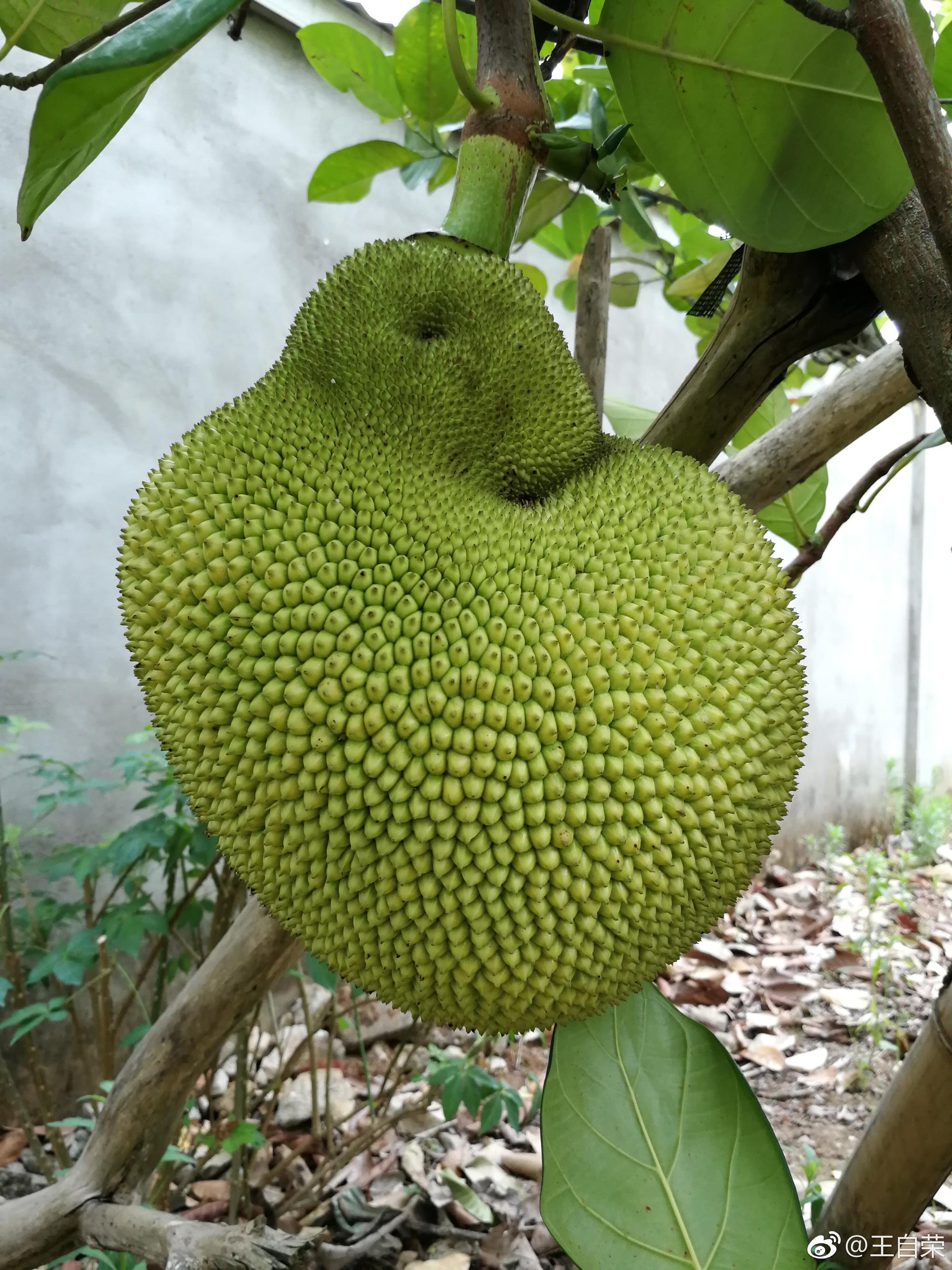 孟定菠萝蜜 牛肚子果 喜欢吃的有没有 孟定菠萝蜜 牛肚子果 喜欢吃的有没有