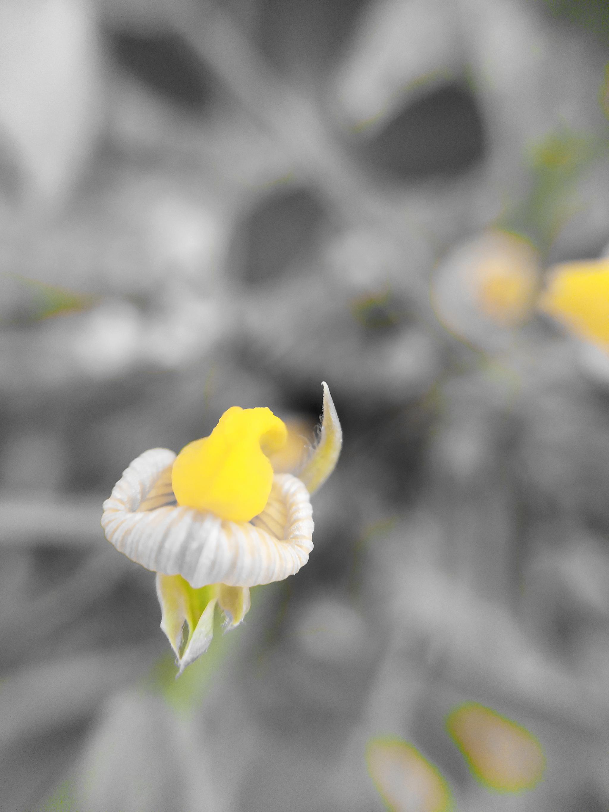 花生花生花生花生花开花生生花生花落花生成