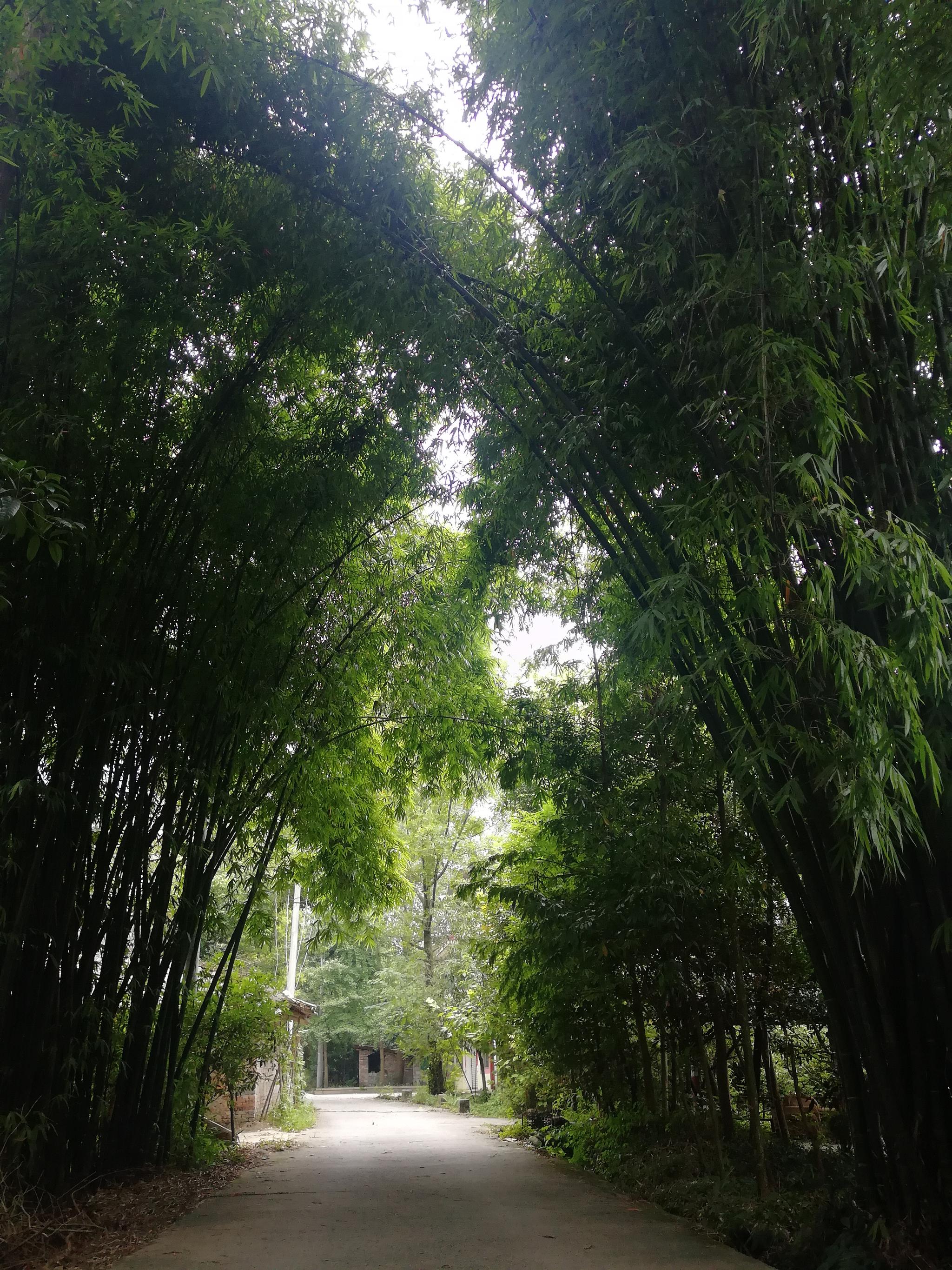 青城山下这些小院子,竹林密布,在这里生活的人们十分惬意