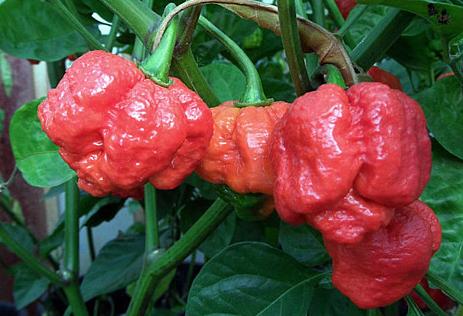 中国人越来越爱吃辣,这么辣到逆天的你敢试|贵州|辣椒|智利_新浪新闻