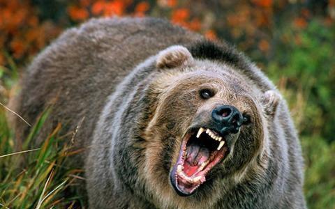 北美十大最凶猛的动物, 看看美国人民都怎么选?