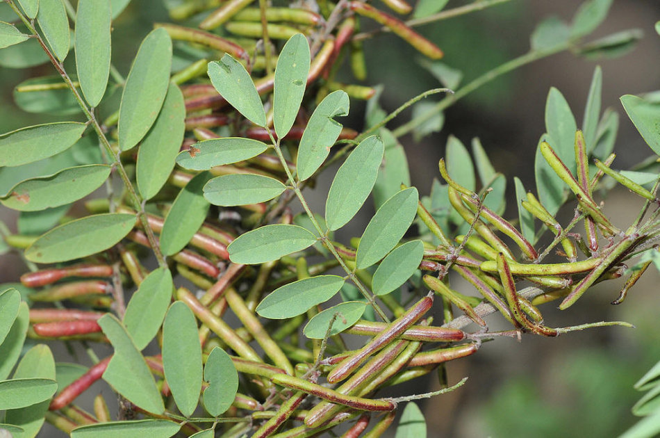 农村山里一种小树,见到请别破坏,它的价值好珍贵,遇到要珍惜