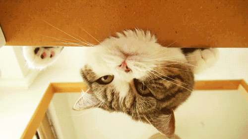 500_281gif 动态图 动图