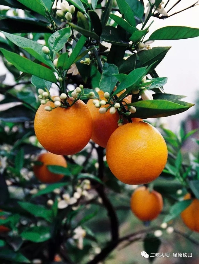 伦晚橙如约而至