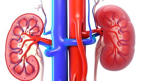 中医望诊系列,肾的问题脸上看,太准了[二]|肾脏|膝盖|脚掌_新浪新闻