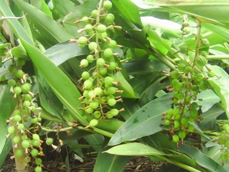 水富县两碗镇万余亩砂仁长势喜人寄托着贫困群众稳定脱贫希望