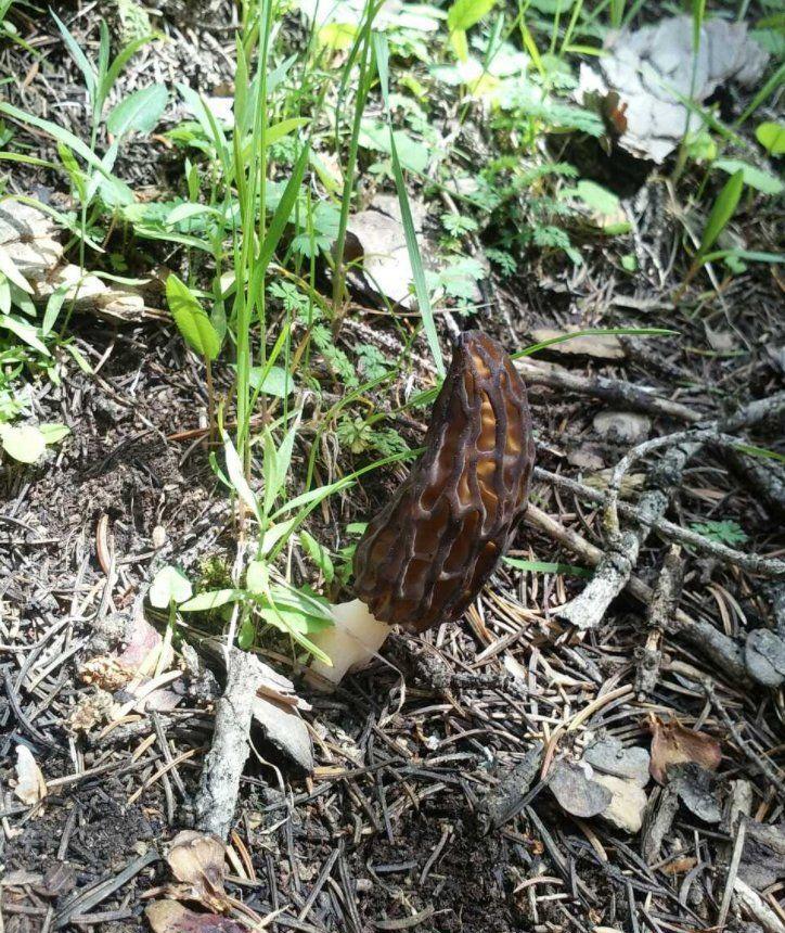 这几种农村的山珍野味越来越少, 吃过的人也不多, 你见过吗?