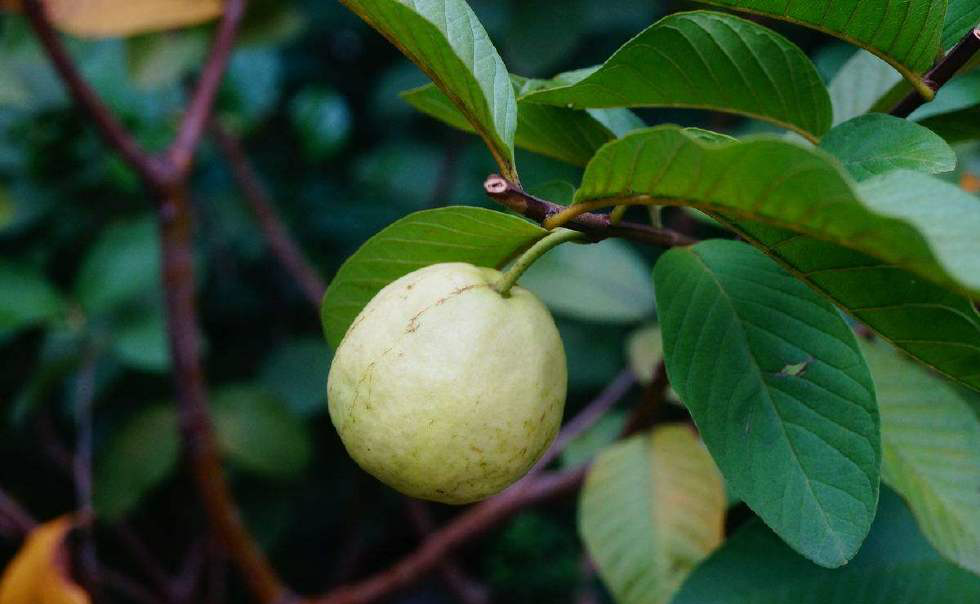 广西南宁,野外的一颗蕃桃,儿时午餐不回家吃饭,爬上树摘来吃饱