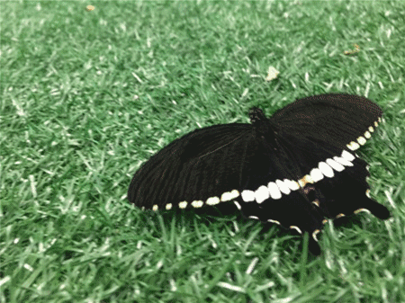 五大重磅来袭,这个五一,带你玩转东湖磨山蝴蝶园