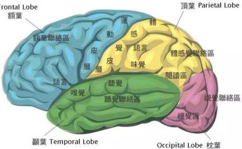 开发宝宝的大脑潜能, 让宝宝拥有超人记忆力