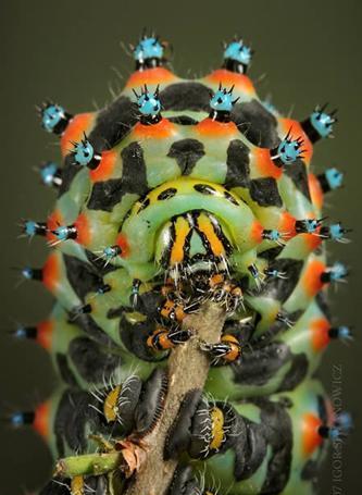 地球上10大最令人恐惧的昆虫, 甲虫可承受自身850倍的重量