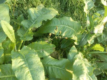 5月一定要吃这菜,的可以治疗失眠,预防流感,防治乳腺癌!