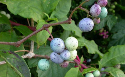 路边这长满看彩色玛瑙果的植物,可是治疗风湿性腰腿痛的良药