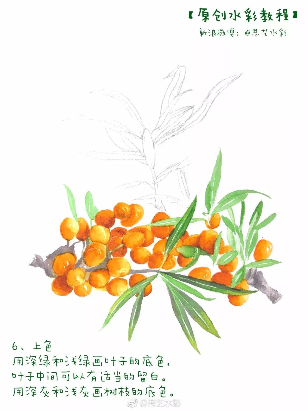 水彩教程画一枝沙棘