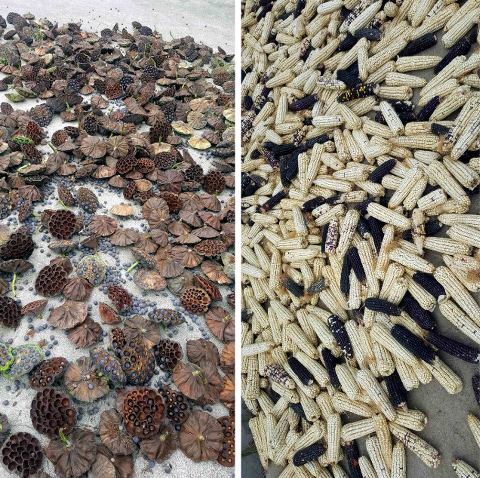 大哥家院子里放满这两样东西,绝对的农村土货时令美食好吃又营养