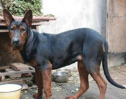 中国境内4大狼犬,其中它的能力已爆德牧,引起欧洲关注