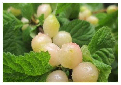 农村这水果,被称为"白珍珠",市场都卖到50元一斤!没吃过啊